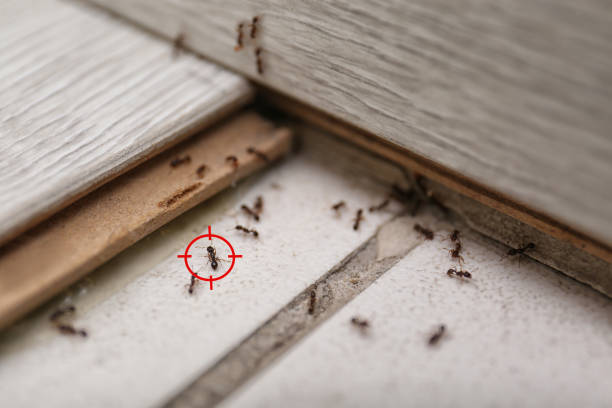 Best Emergency Pest Control  in Wharton, TX